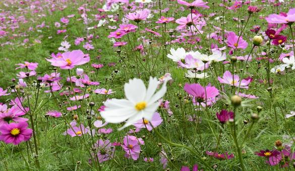 かざはやの里　コスモス コスモス,コスモス畑,津の写真素材