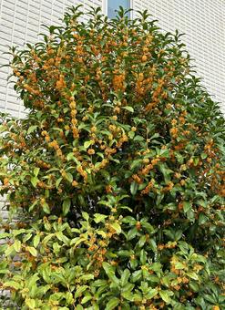 金木犀の木の写真