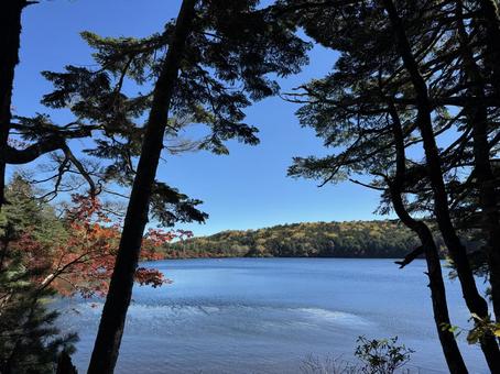 紅葉の白駒池 白駒池,白駒の池,森の写真素材