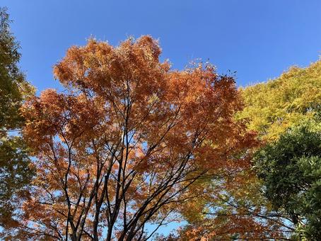 紅葉する木々 紅葉,彩り,秋の写真素材