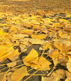 イチョウのじゅうたん② イチョウ,地面,じゅうたんの写真素材