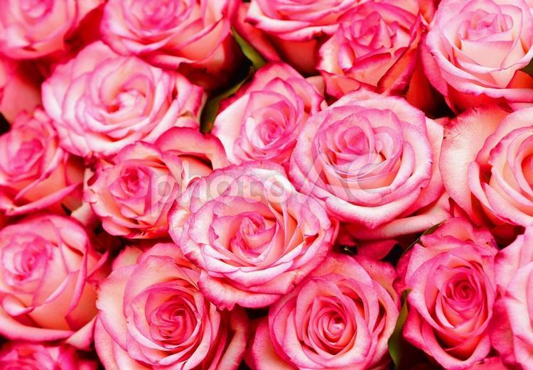 一面のたくさんのピンク色のバラの花束素材 薔薇,バラ,ローズの写真素材