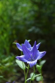 夏の花：キキョウ7 植物,キキョウ,桔梗の写真素材