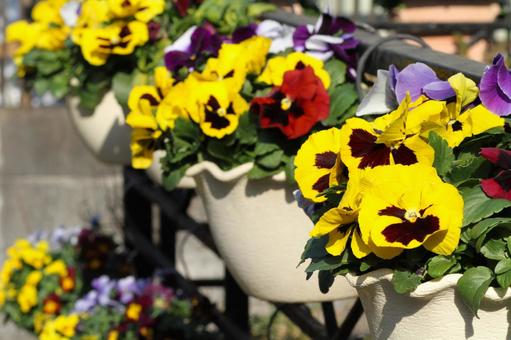 pansy, JPG