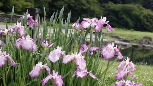 花菖蒲 花菖蒲 花菖蒲,菖蒲,ショウブの写真素材