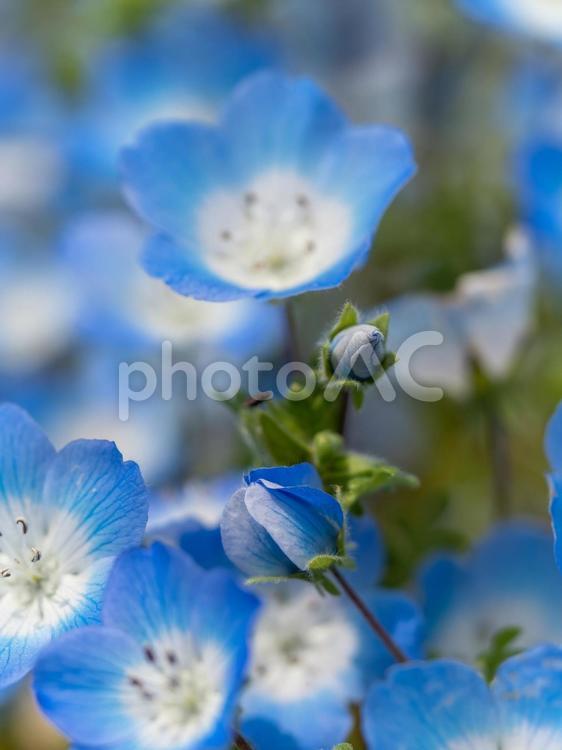 植物園のネモフィラ ネモフィラ,ルリカラクサ,瑠璃唐草の写真素材