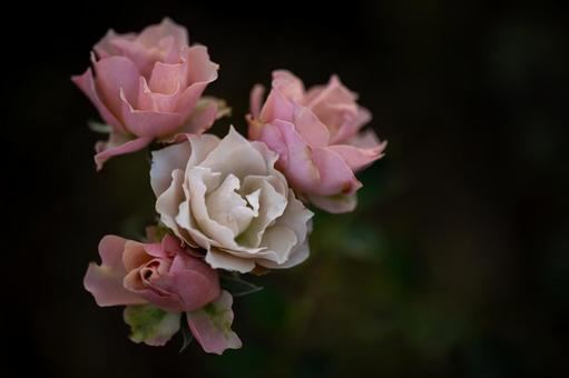 バラ バラ,花,ピンクの写真素材