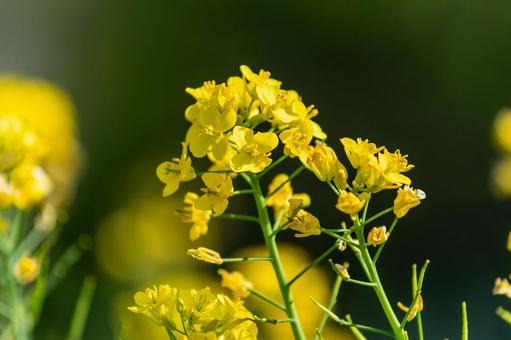 菜の花の写真