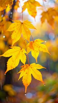 雨の中のもみじ 秋の紅葉 雨の中のもみじ 秋の紅葉の写真