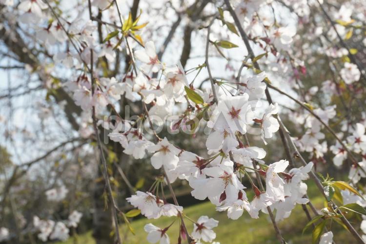 しだれ桜 桜,さくら,サクラの写真素材