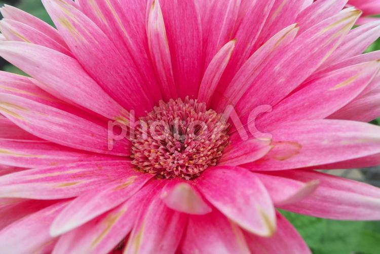 赤いデージーのクローズアップ 花,ピンク,自然の写真素材