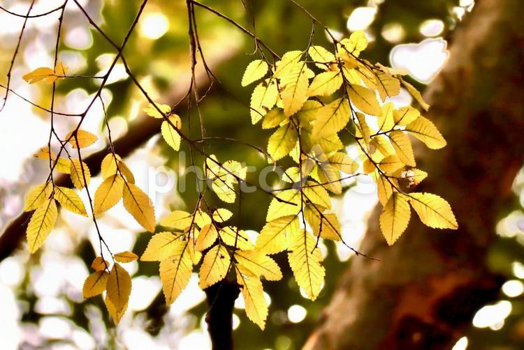木漏れ日 風景,紅葉,散歩道の写真素材