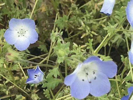 春の花 春の花の写真