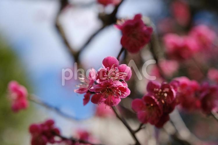 松島の3月の梅の開花の風景　梅の花びら 梅,紅梅,赤の写真素材