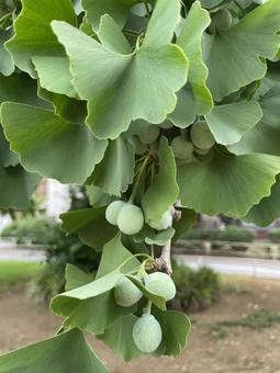 未熟な緑色のギンナン(銀杏) 未熟な緑色のギンナン(銀杏) ギンナン,イチョウ,銀杏の写真素材