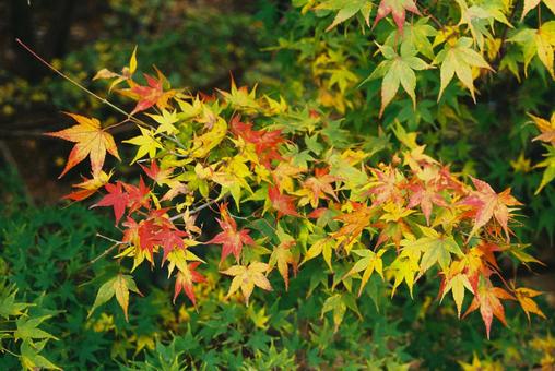 色が変わりかけている紅葉 初秋,紅葉,秋の気配の写真素材