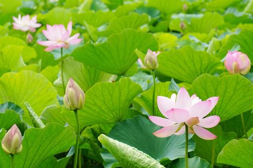 蓮の花 蓮の花 蓮,ハス,蓮の花の写真素材