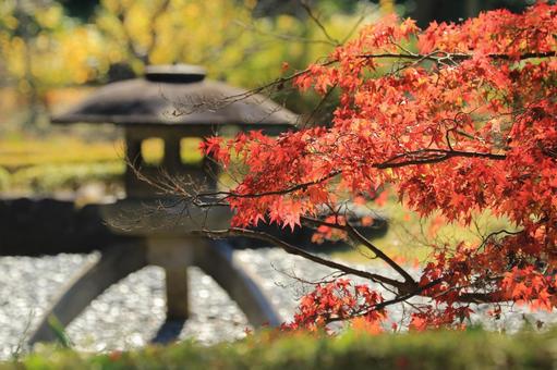 紅葉 紅葉の写真