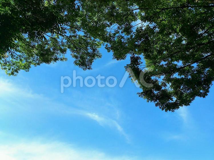淡い筋雲 すじ雲,青空,淡いの写真素材