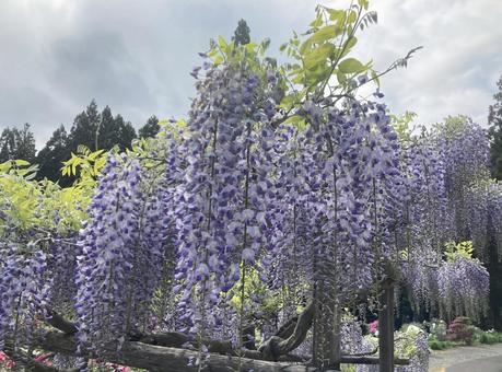wisteria flower, JPG