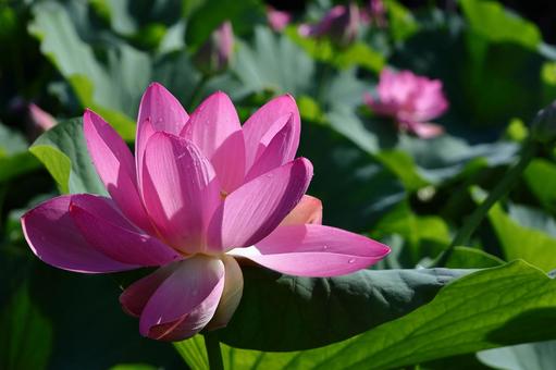 神聖な花 神聖な花の写真