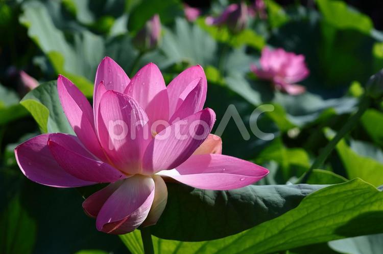 神聖な花 ハス,花,ハス科の植物の写真素材