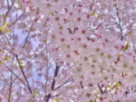桜 桜,さくら,サクラの写真素材