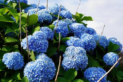 Hydrangea flowers, JPG
