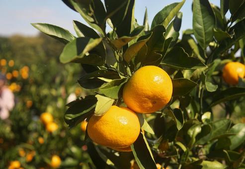 熟したミカン 植物,果物,みかんの写真素材