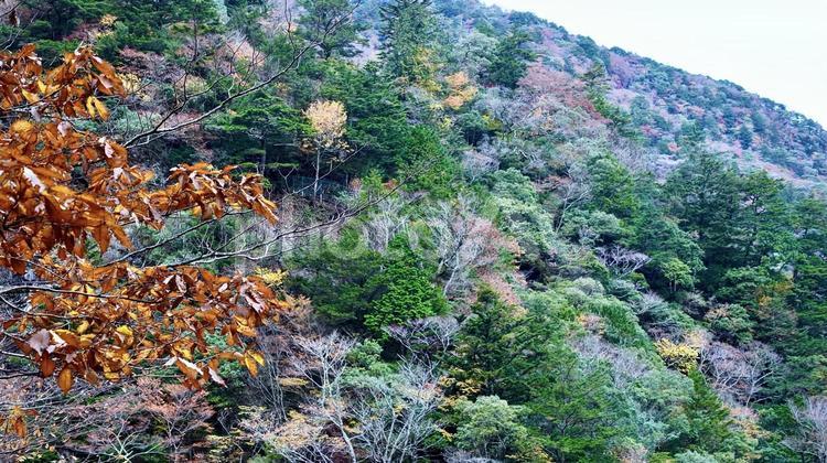 静岡県寸又峡の紅葉の風景 紅葉,寸又峡,楓の写真素材