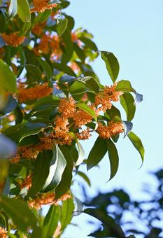 金木犀 金木犀,キンモクセイ,秋の写真素材