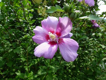 Rose of Sharon 001, JPG
