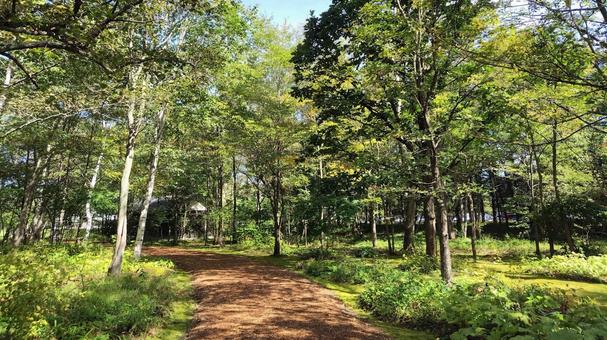 森の散策路と木漏れ日 十勝 北海道 森の散策路と木漏れ日 十勝 北海道 六花の森,ウッドチップ,散策路の写真素材