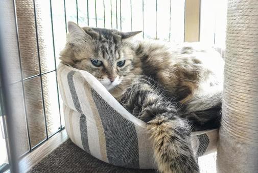 くつろぐ愛猫 愛猫,ネコ,ペットの写真素材