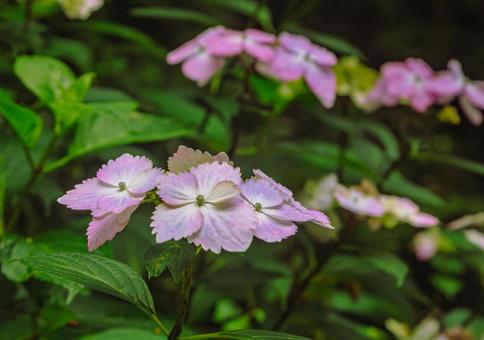 アジサイの小径 アジサイの花1ー45 アジサイの小径 アジサイの花1ー45の写真