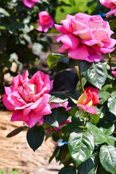 薔薇 クローネンブルグ 薔薇 クローネンブルグ 薔薇,クローネンブルグ,赤の写真素材