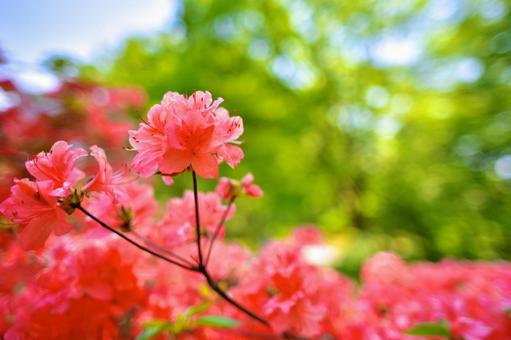 ツツジの花 ツツジの花の写真