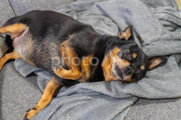 ソファで寝る小型犬・チワワ・ミニピン 犬,わんこ,ペットの写真素材