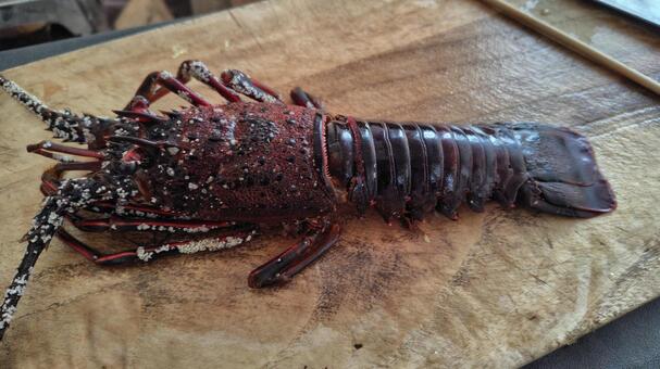 まな板の上の伊勢海老 伊勢海老,海老,エビの写真素材