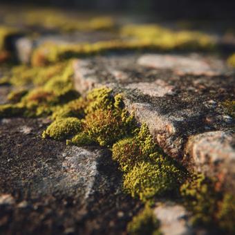 静かに時を刻む、苔生した石の風景 静かに時を刻む、苔生した石の風景の写真