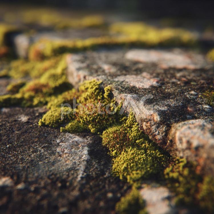 静かに時を刻む、苔生した石の風景 苔,石,岩の写真素材