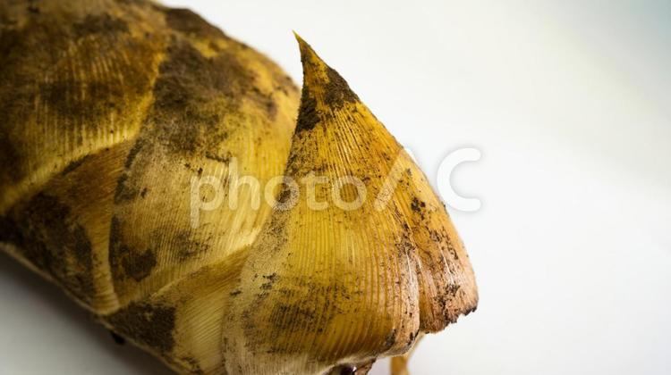 春の旬食材　掘りたてタケノコ タケノコ,筍,春の写真素材