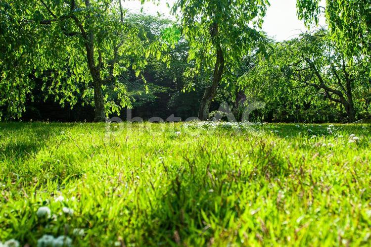 夏の日差しと緑 青空,雑木林,真夏の写真素材