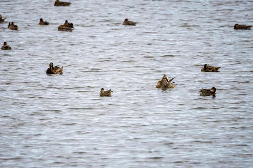 カモの群れ⑼の写真