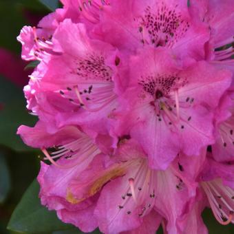 春の花：シャクナゲ5の写真