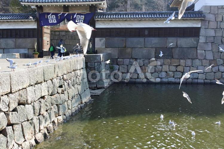 丸亀城の堀に集まるカモメ 丸亀城,堀,カモメの写真素材