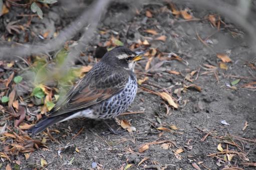 野鳥 野鳥の写真