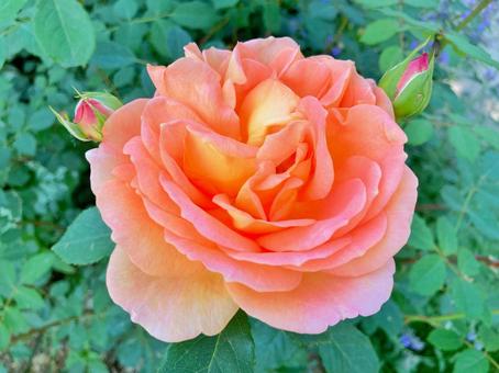 レディオブシャーロット(薔薇の花) レディオブシャーロット(薔薇の花) 薔薇,花,綺麗の写真素材