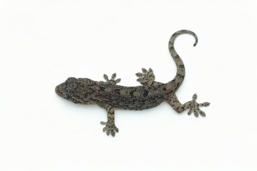 ニホンヤモリの写真