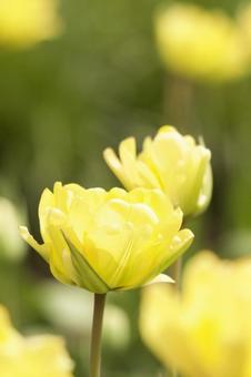 Tulips, JPG